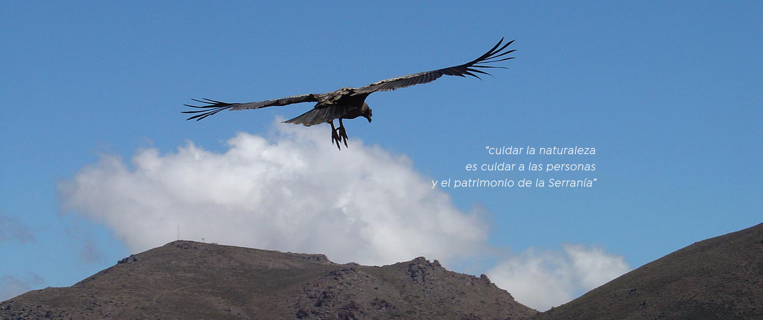 01-condor_txt