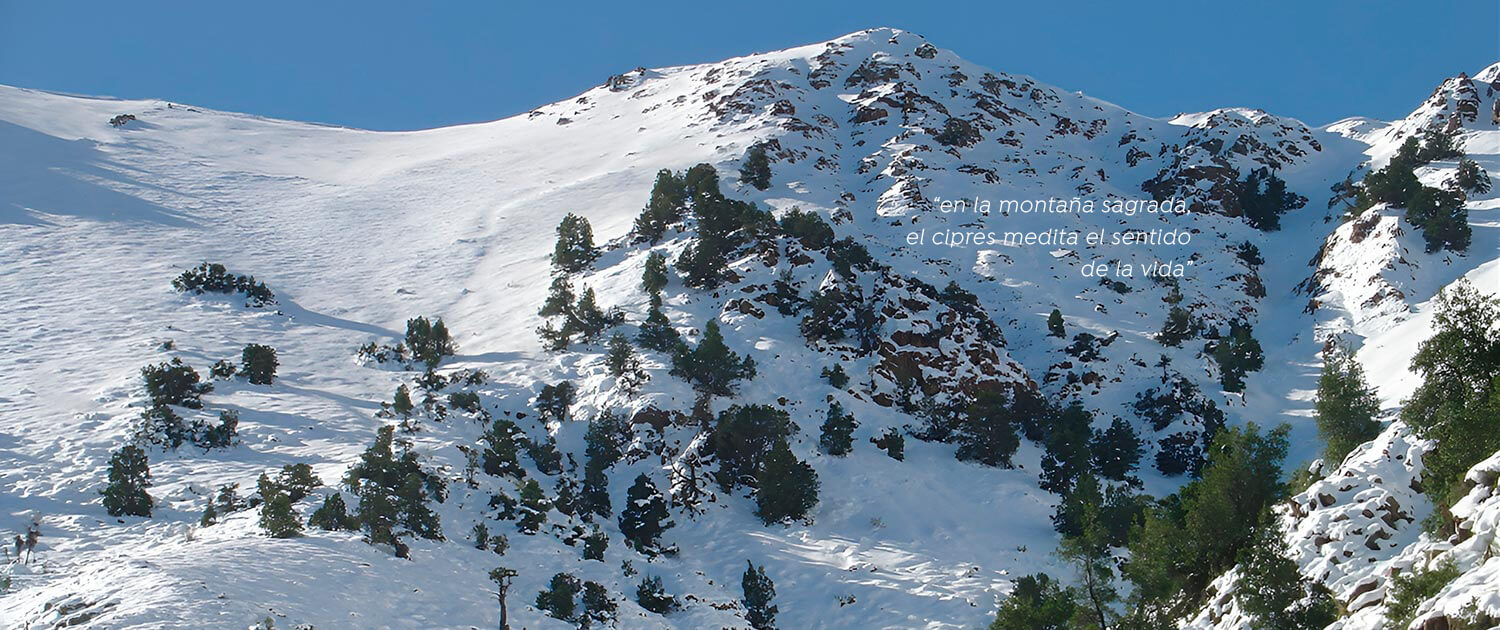 03-Cipreces-nevados-julio-2006_txt