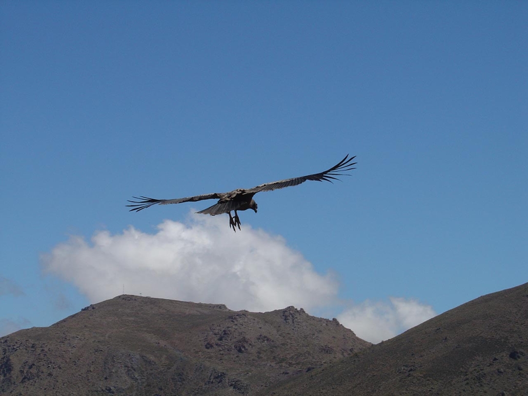 Cóndor planeando sobre las cumbres octubre 2007 Cóndor planeando sobre las cumbres octubre 2007