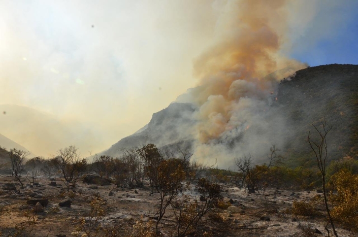 Especies quemadas Incendio 2016 Especies quemadas Incendio 2016