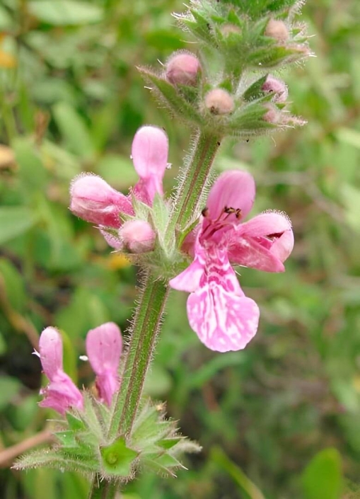Reseña sobre flora y vegetacion de la Serrania El Asiento ©SAG 2013