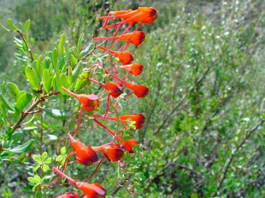 Soldadito (Tropaeolum tricolor) Soldadito (Tropaeolum tricolor)